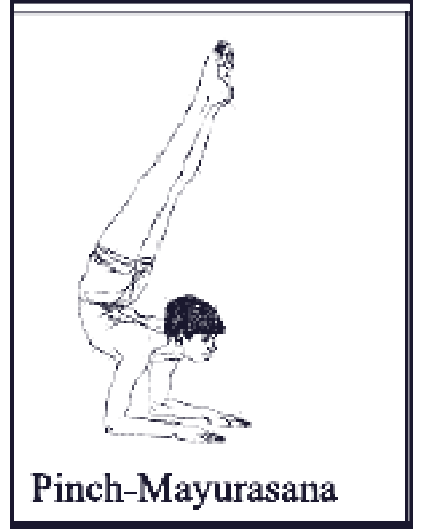 Pinch Mayurasana pose diagram